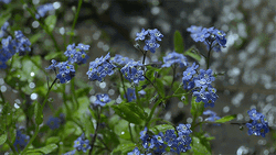 Rain On Blue Flowers GIF
