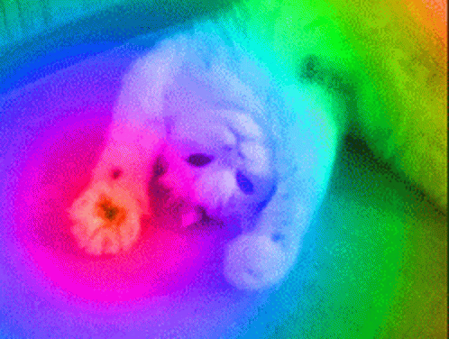 Rainbow Background With White Dog Laying GIF