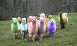 Rainbow Glitter Alpacas GIF