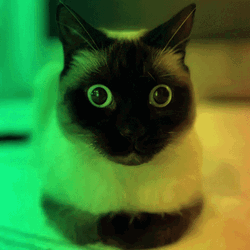 Rainbow Lights Startled Siamese Cat GIF