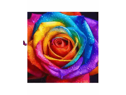 Rainbow Rose With Water Drops Sticker