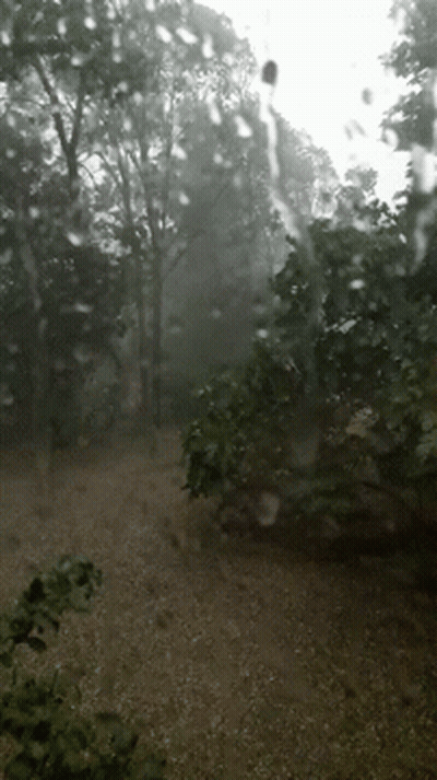 Rainy Day In The Woods With Rain Drops GIF
