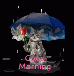 Rainy Good Morning Cat With Rose GIF