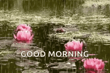 Rainy Good Morning Lotus Pond GIF