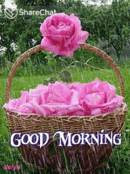 Rainy Good Morning Pink Flowers GIF