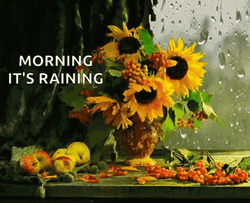 Rainy Good Morning Sunflower GIF