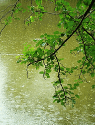Rainy Good Morning With Nature Scenery GIF