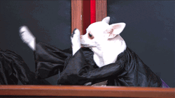 Raise The Roof Chihuahua Judge GIF