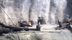 Raise The Roof Cute Seal GIF