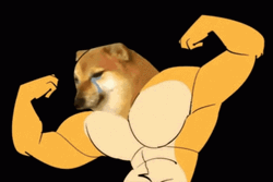 Random Body Shift Dog Flex GIF