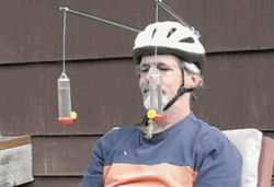 Random Cage Helmet Hummingbird GIF