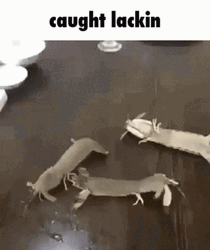 Random Caption Weird Animals Meme GIF