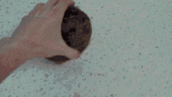 Random Coconut Watermelon Funny Mix GIF