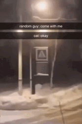 Random Guy Cat Convo Meme GIF