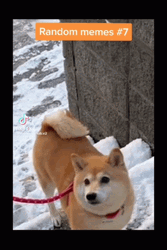 Random Meme Dog Snow Hit GIF