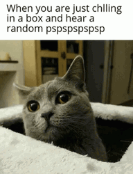 Random Sound Cat Paranoid Reaction GIF