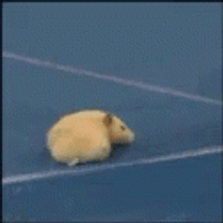 Randy Savage Hamster Flying Splash Meme GIF