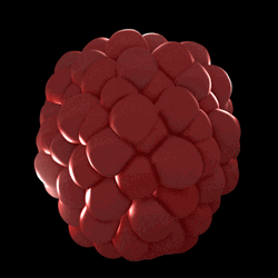 Raspberry 3D Loop Art GIF