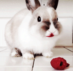 Raspberry Bunny Eating  GIF