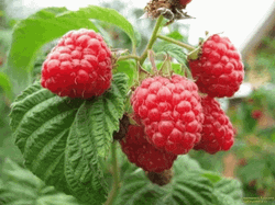 Raspberry Harvest In The Farm GIF