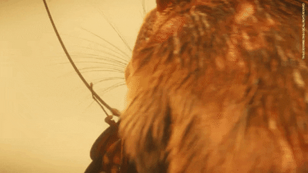 Rat And Roach GIF