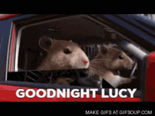 Rat Car Pool Driving GIF