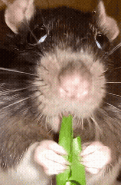 Rat Chewing Green Leaf GIF