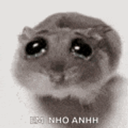Rat Cute Cry GIF
