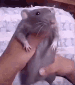 Rat Dancing Rat GIF