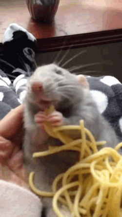 Rat Darkkontop GIF