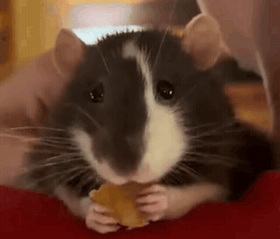 Rat Eating Cheese Close Up GIF