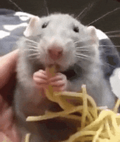 Rat Eating Cheese Held By Person GIF