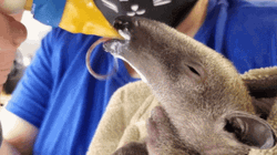 Rat Eating Fake Pizza Toy GIF