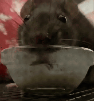 Rat Eating Food From Bowl GIF