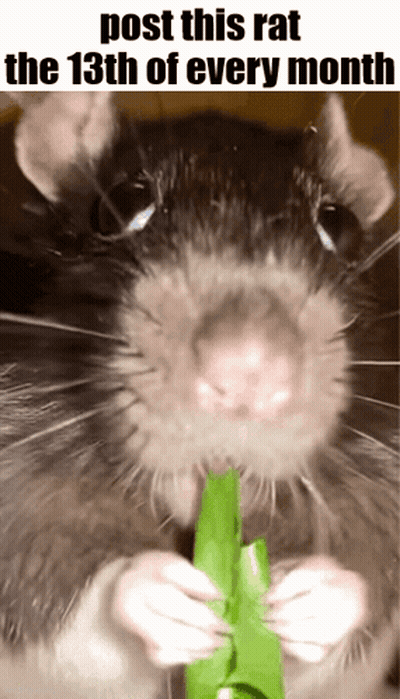 Rat Eating Green Leaf GIF