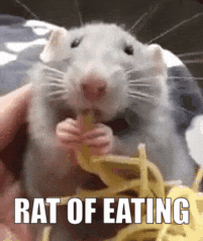 Rat Eating Noodles GIF
