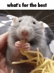 Rat Eating Spaghetti Pizza Flavor GIF