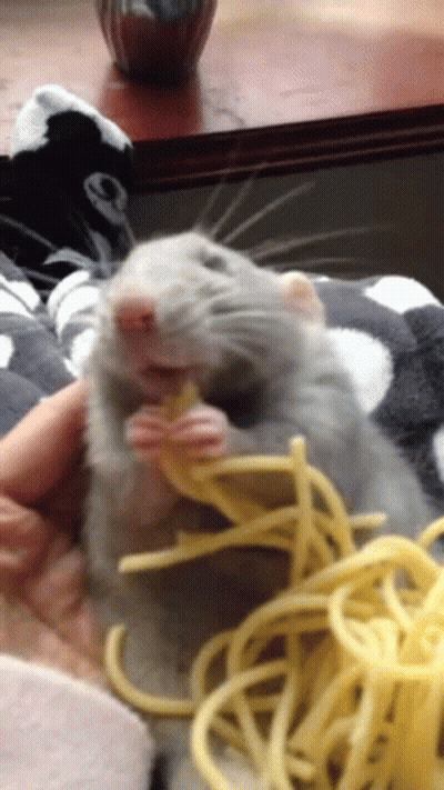 Rat Eating Spaghetti GIF