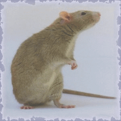 Rat Holding Pear In Mouth GIF