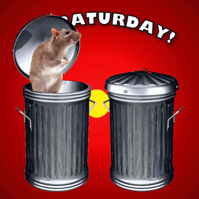 Rat In Trash Can Saturday GIF