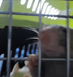 Rat Inside His Cage Meme GIF