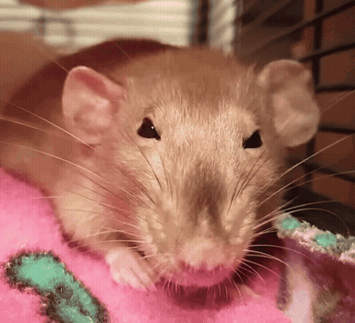 Rat Laying On Pink Blanket With Letter T GIF