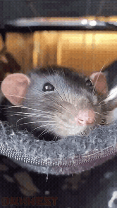 Rat Looking At Camera Drunken GIF