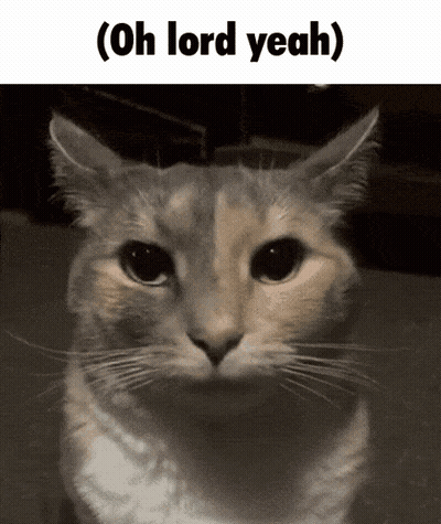 Rat Lying On Bed With Plaid Blanket GIF