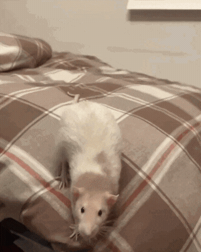Rat Lying On Bed With Plaid Blanket GIF