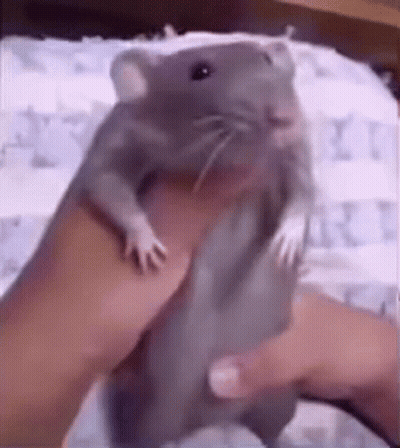 Rat On Bed Post This Rat 10Th Monthly GIF