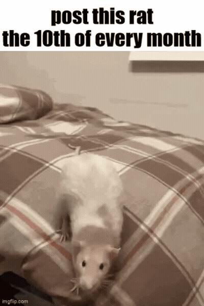 Rat On Bed Post This Rat The 10Th GIF