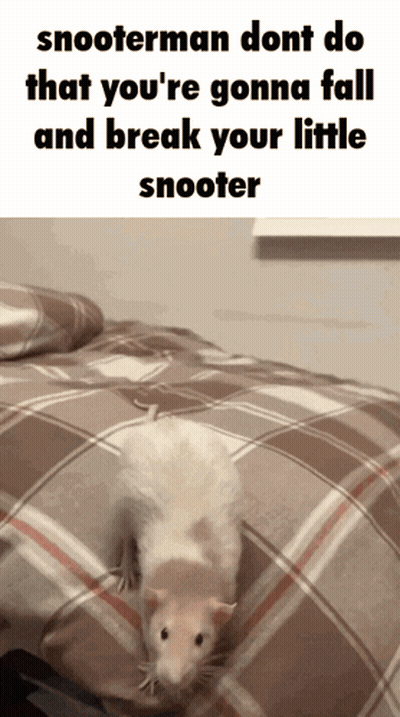 Rat On Bed Saying Snooterman Dont Do That GIF