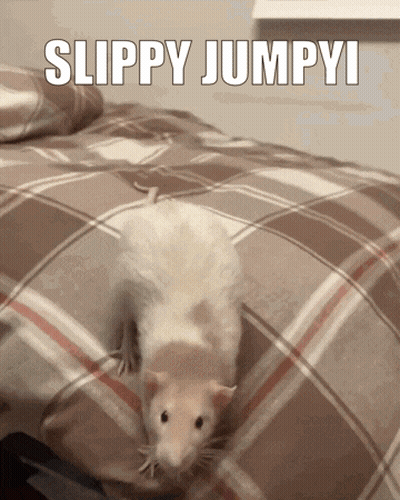 Rat On Bed Slippy Jumpyi GIF