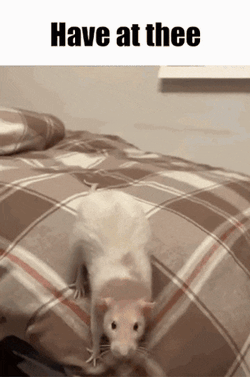 Rat Ratjump GIF
